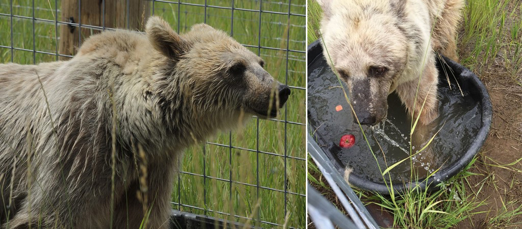 Фотография: Эта медведица 30 лет ждала спасения №4 - BigPicture.ru