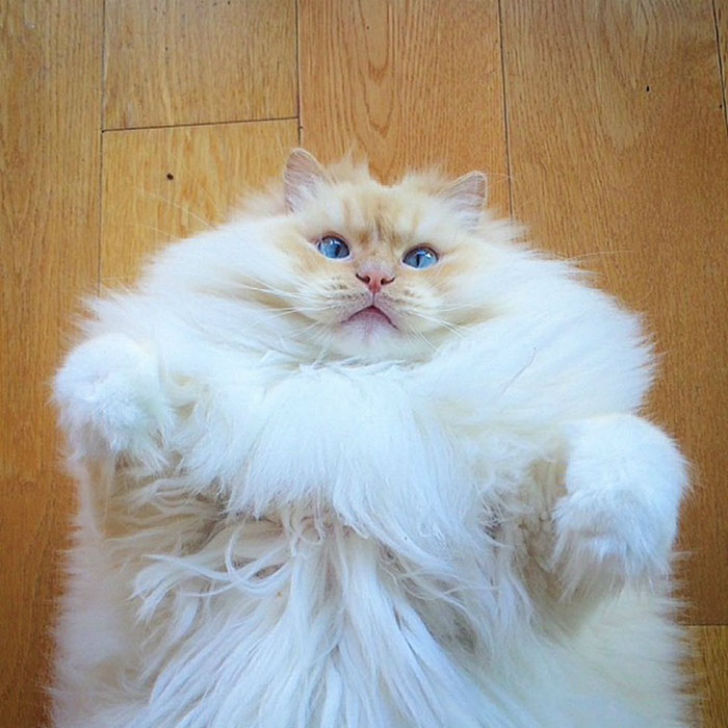 Фотография: Я пушистое облачко, я вовсе не кот №1 - BigPicture.ru