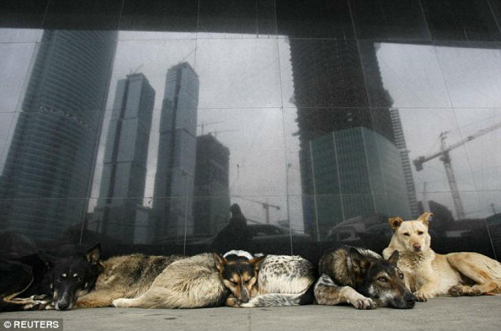 Фотография: Как бездомные собаки ориентируются в московском метро №3 - BigPicture.ru