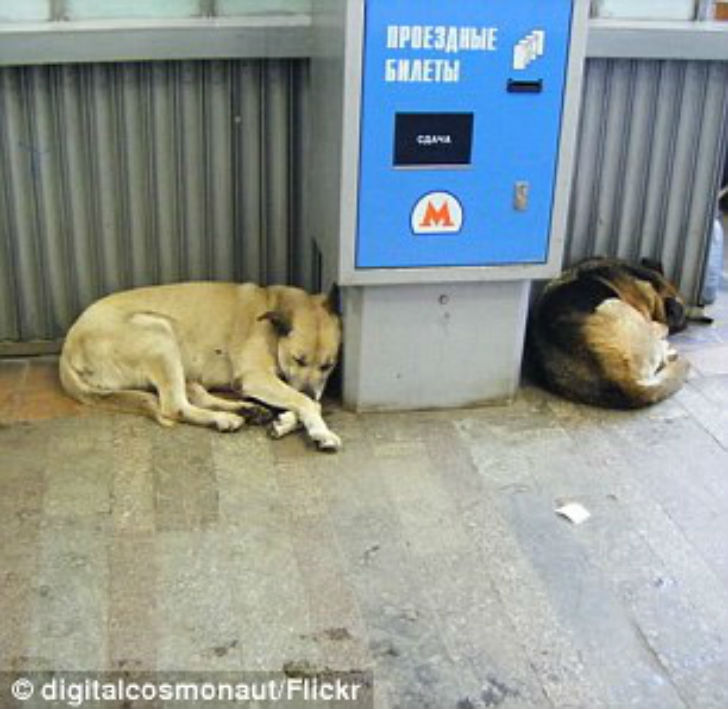 Фотография: Как бездомные собаки ориентируются в московском метро №2 - BigPicture.ru