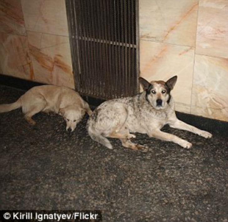 Фотография: Как бездомные собаки ориентируются в московском метро №9 - BigPicture.ru