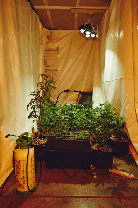 Фотография: Как калифорнийские монахини выращивают марихуану №10 - BigPicture.ru