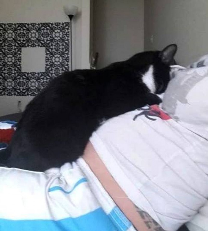 Фотография: Кошка полюбила малыша еще до рождения, а теперь оберегает его №2 - BigPicture.ru