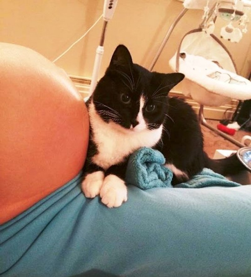 Фотография: Кошка полюбила малыша еще до рождения, а теперь оберегает его №3 - BigPicture.ru