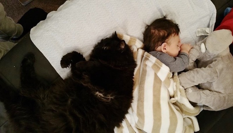 Фотография: Кошка полюбила малыша еще до рождения, а теперь оберегает его №5 - BigPicture.ru