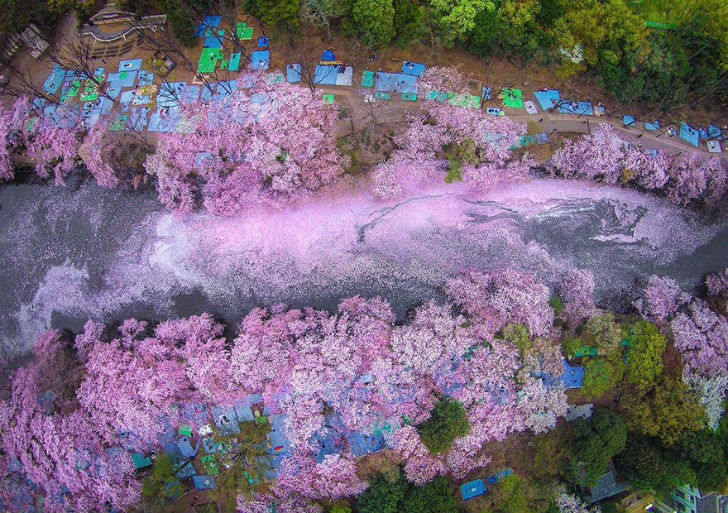 Фотография: Волшебные фотографии цветущей сакуры от National Geographic №15 - BigPicture.ru