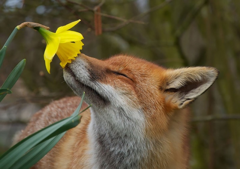 Фотография: 15 очаровательных животных, которые наслаждаются ароматом цветов №1 - BigPicture.ru