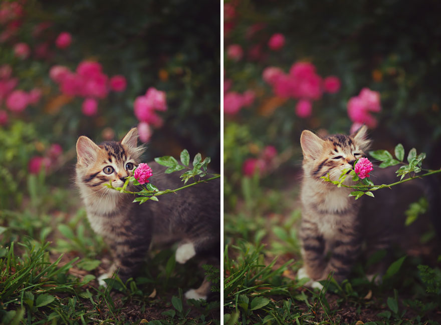Фотография: 15 очаровательных животных, которые наслаждаются ароматом цветов №2 - BigPicture.ru