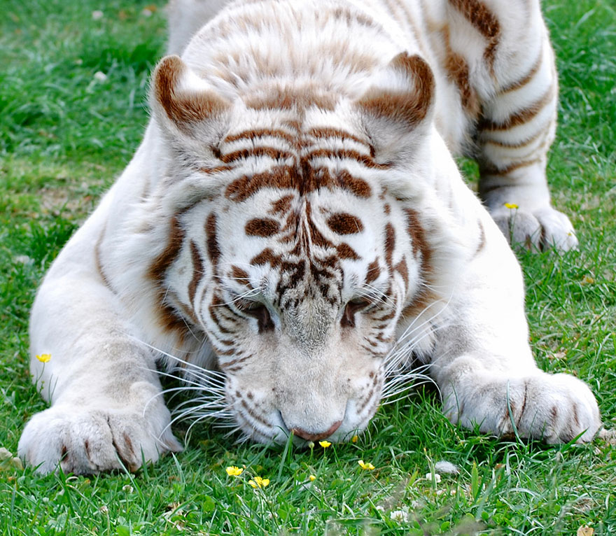 Фотография: 15 очаровательных животных, которые наслаждаются ароматом цветов №3 - BigPicture.ru