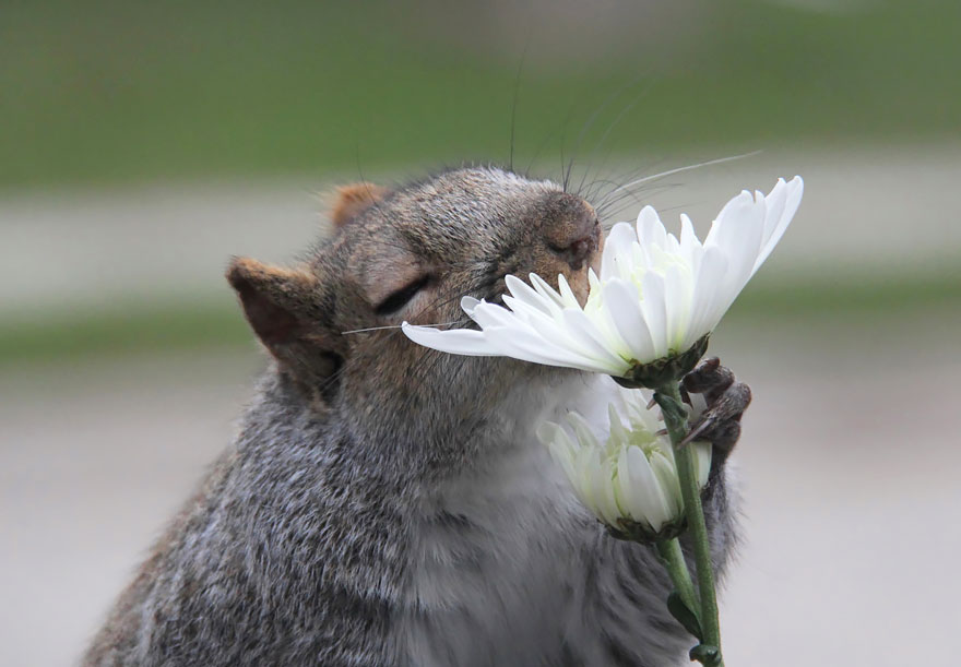 Фотография: 15 очаровательных животных, которые наслаждаются ароматом цветов №4 - BigPicture.ru