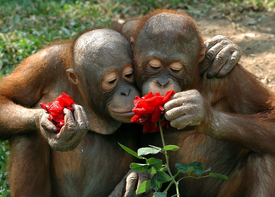 Фотография: 15 очаровательных животных, которые наслаждаются ароматом цветов №6 - BigPicture.ru
