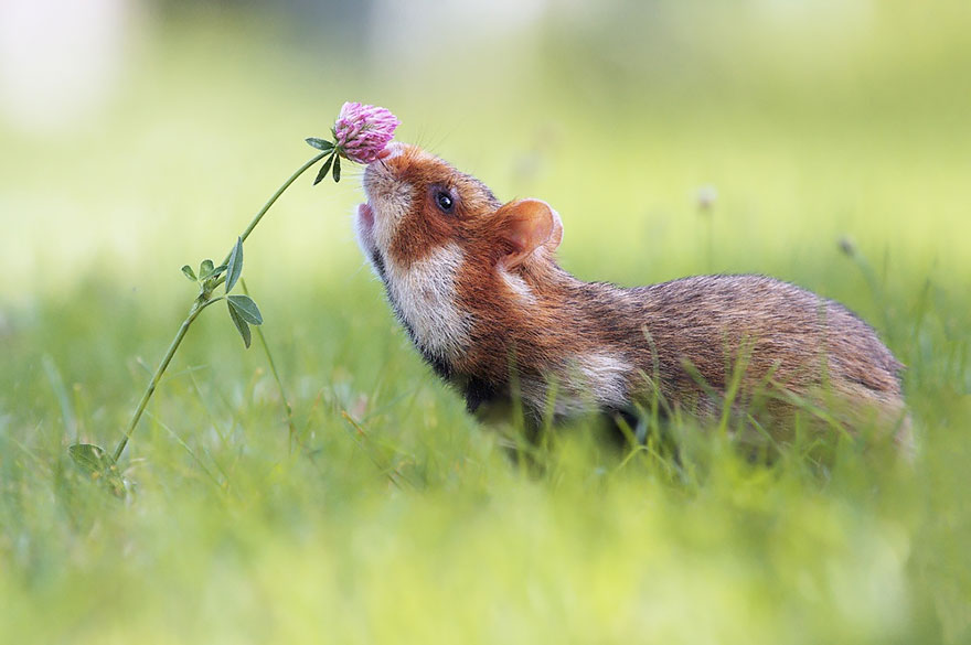 Фотография: 15 очаровательных животных, которые наслаждаются ароматом цветов №9 - BigPicture.ru