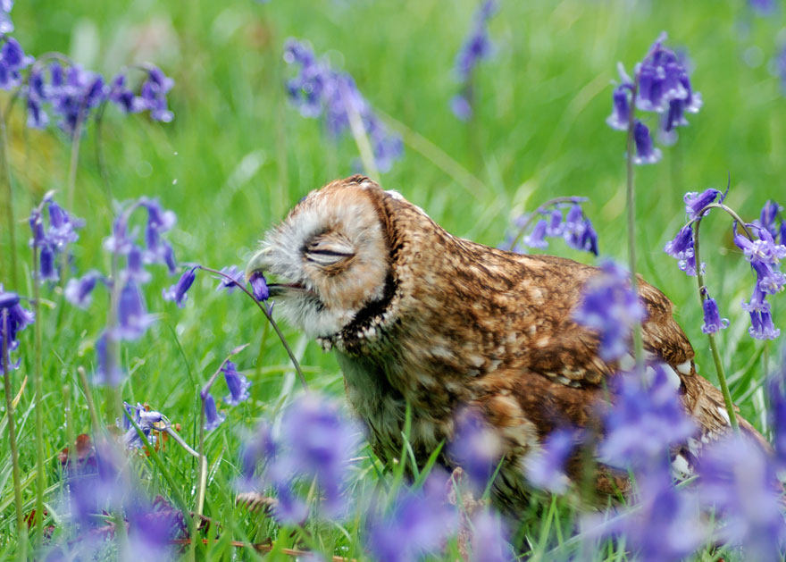 Фотография: 15 очаровательных животных, которые наслаждаются ароматом цветов №10 - BigPicture.ru