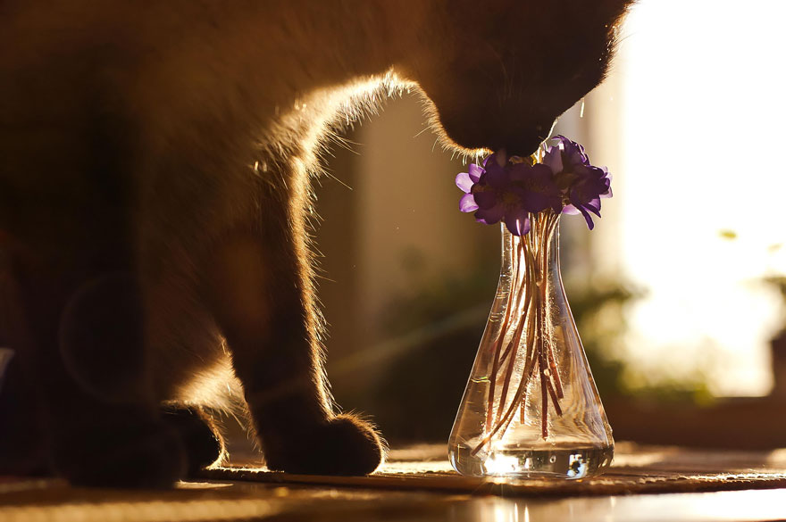 Фотография: 15 очаровательных животных, которые наслаждаются ароматом цветов №12 - BigPicture.ru