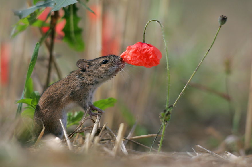 15 очаровательных животных, которые наслаждаются ароматом цветов 