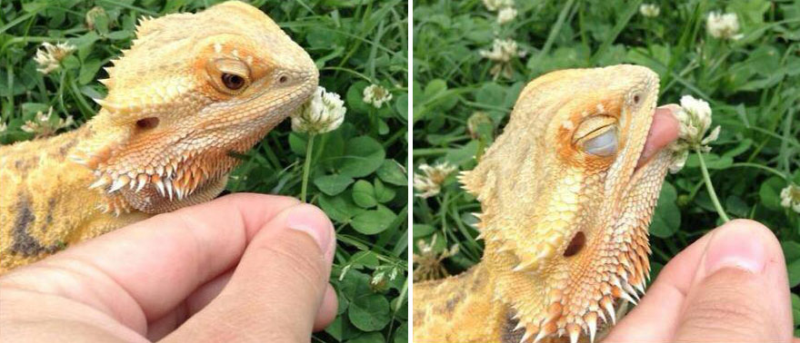 Фотография: 15 очаровательных животных, которые наслаждаются ароматом цветов №15 - BigPicture.ru