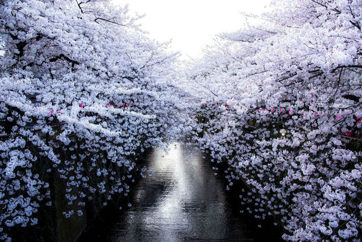 Фотография: Волшебные фотографии цветущей сакуры от National Geographic №2 - BigPicture.ru