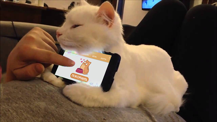 Фотография: Интернет котов: теперь питомцем можно управлять со смартфона №1 - BigPicture.ru