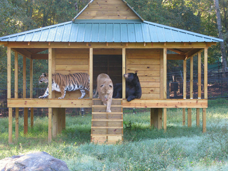 Фотография: Лев, тигр и медведь — вместе уже 15 лет №7 - BigPicture.ru