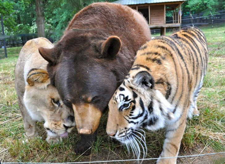 Фотография: Лев, тигр и медведь — вместе уже 15 лет №6 - BigPicture.ru