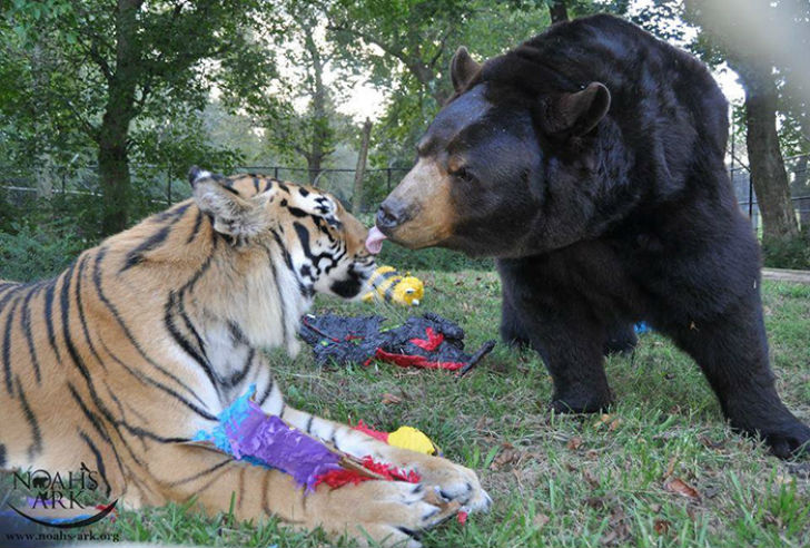 Фотография: Лев, тигр и медведь — вместе уже 15 лет №5 - BigPicture.ru