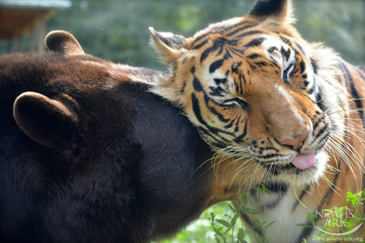 Фотография: Лев, тигр и медведь — вместе уже 15 лет №4 - BigPicture.ru