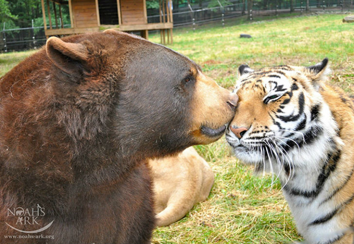 Фотография: Лев, тигр и медведь — вместе уже 15 лет №3 - BigPicture.ru