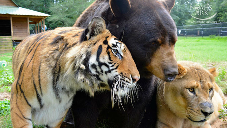 Фотография: Лев, тигр и медведь — вместе уже 15 лет №2 - BigPicture.ru