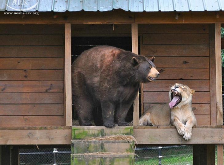 Фотография: Лев, тигр и медведь — вместе уже 15 лет №12 - BigPicture.ru