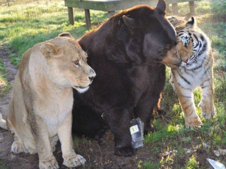 Фотография: Лев, тигр и медведь — вместе уже 15 лет №10 - BigPicture.ru