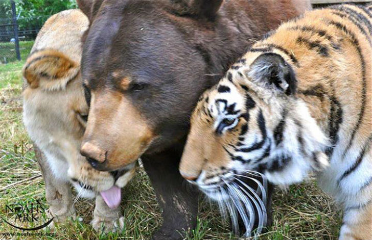 Фотография: Лев, тигр и медведь — вместе уже 15 лет №9 - BigPicture.ru