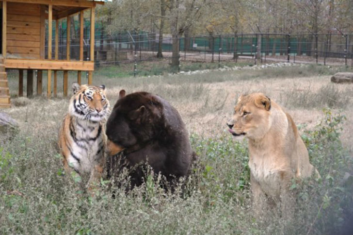 Фотография: Лев, тигр и медведь — вместе уже 15 лет №8 - BigPicture.ru
