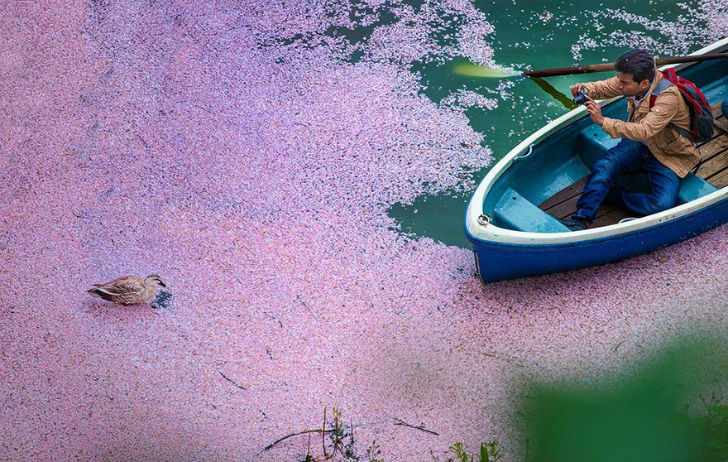 Фотография: Волшебные фотографии цветущей сакуры от National Geographic №12 - BigPicture.ru