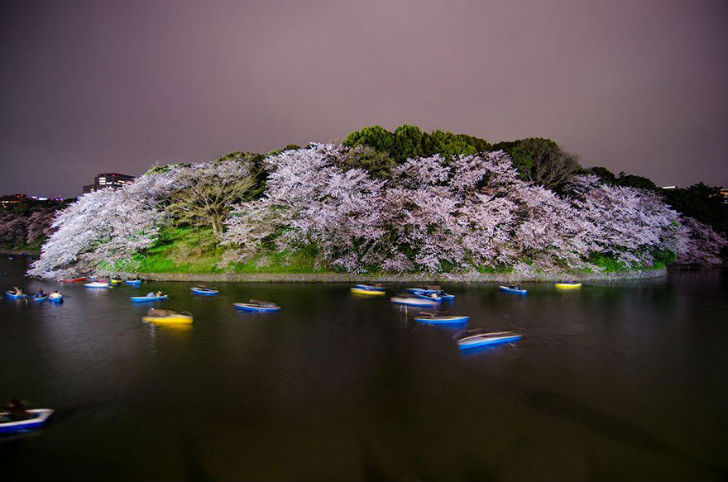 Фотография: Волшебные фотографии цветущей сакуры от National Geographic №8 - BigPicture.ru