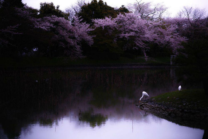 Фотография: Волшебные фотографии цветущей сакуры от National Geographic №7 - BigPicture.ru