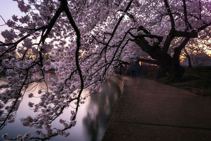 Фотография: Волшебные фотографии цветущей сакуры от National Geographic №6 - BigPicture.ru