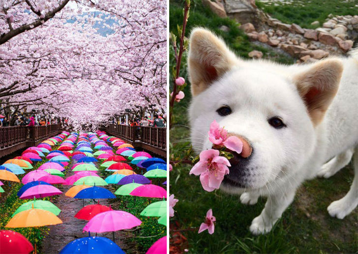 Фотография: Волшебные фотографии цветущей сакуры от National Geographic №1 - BigPicture.ru
