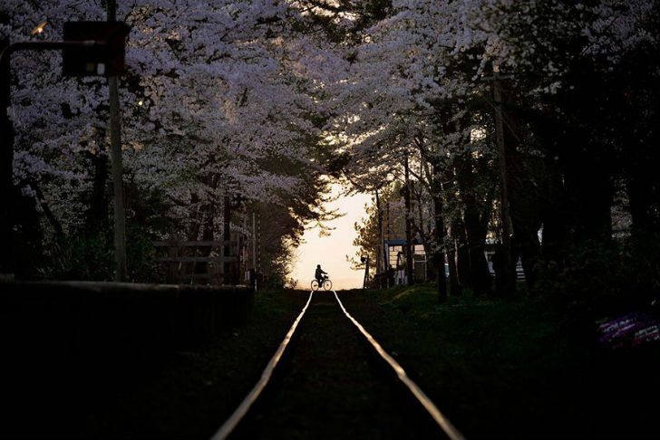 Фотография: Волшебные фотографии цветущей сакуры от National Geographic №17 - BigPicture.ru