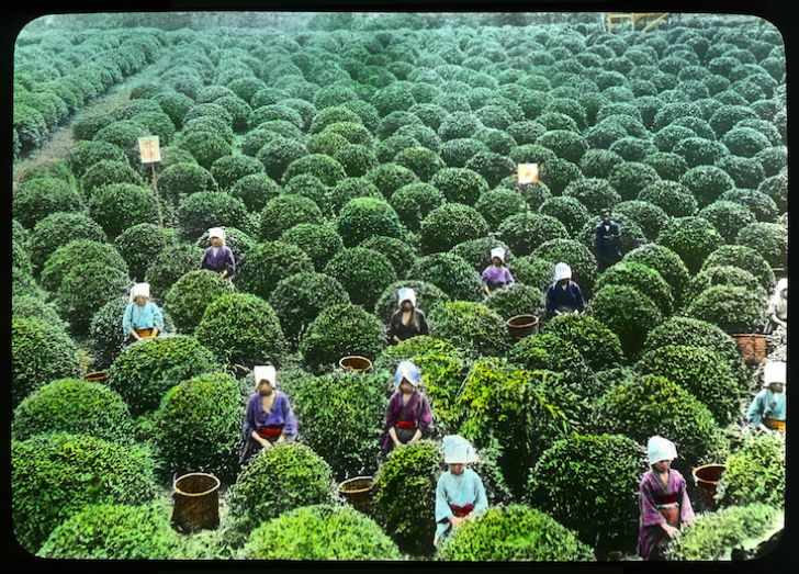 как проходило производство чая в Японии начала 20 века