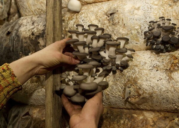 Как выращивают грибы в Беларуси