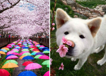 Волшебные фотографии цветущей сакуры от National Geographic