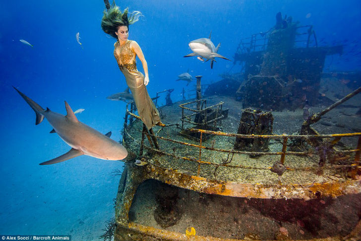 Фотография: Бразильская модель окунулась в воду с акулами, чтобы защитить морских хищников №4 - BigPicture.ru