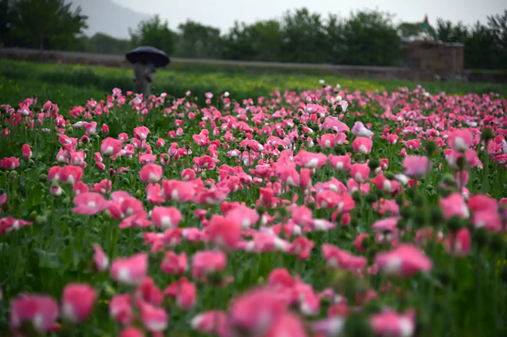 Фотография: Розовый дурман: как собирают опиумный мак в Афганистане №11 - BigPicture.ru