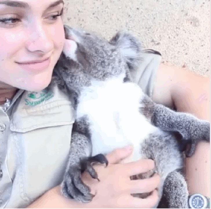 Фотография: Австралийские животные, которые убивают своей милотой №11 - BigPicture.ru