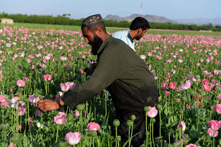 Фотография: Розовый дурман: как собирают опиумный мак в Афганистане №12 - BigPicture.ru