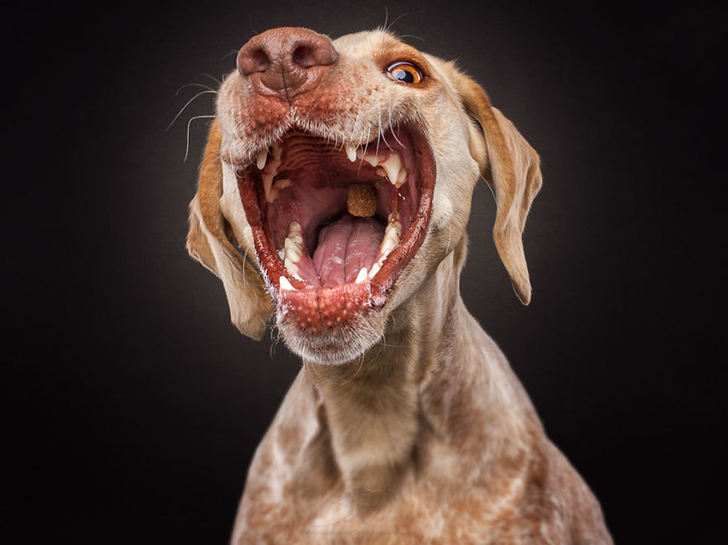 Смешные фотографии собак, которые ловят лакомства