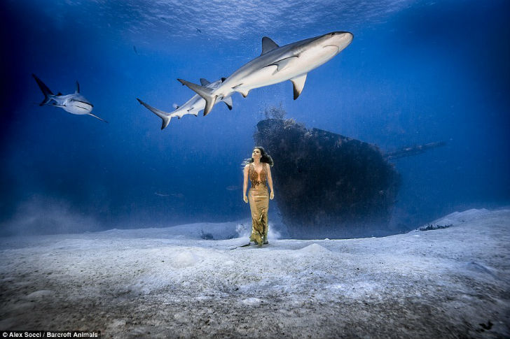Фотография: Бразильская модель окунулась в воду с акулами, чтобы защитить морских хищников №3 - BigPicture.ru
