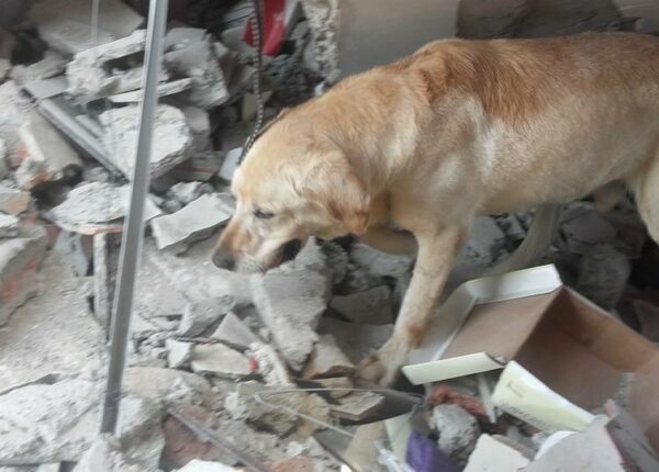 В Эквадоре пес спас 7 человек из-под завалов и умер от обезвоживания