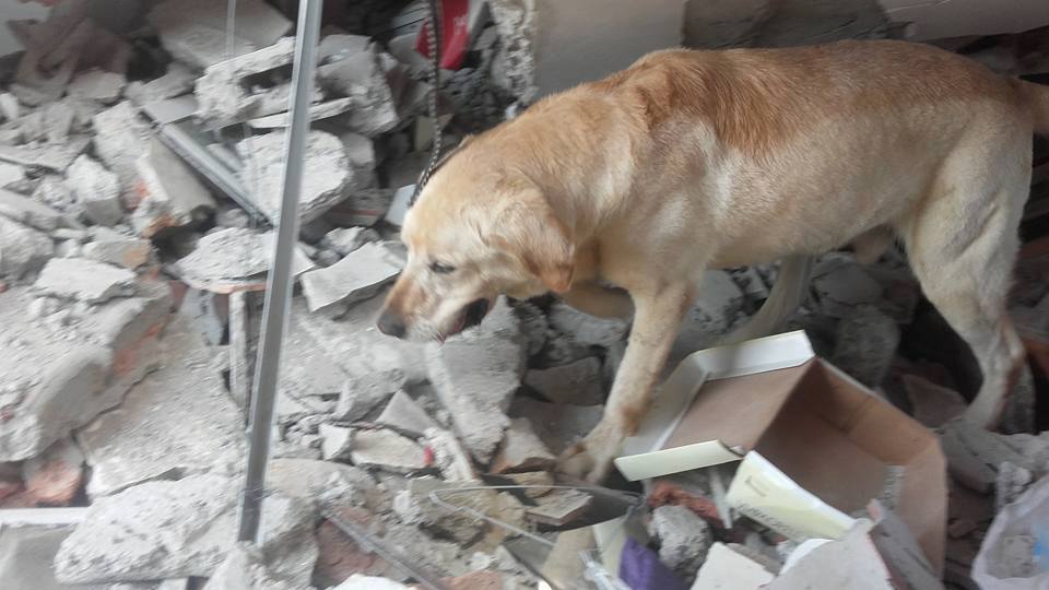 Фотография: В Эквадоре пес спас 7 человек из-под завалов и умер от обезвоживания №3 - BigPicture.ru
