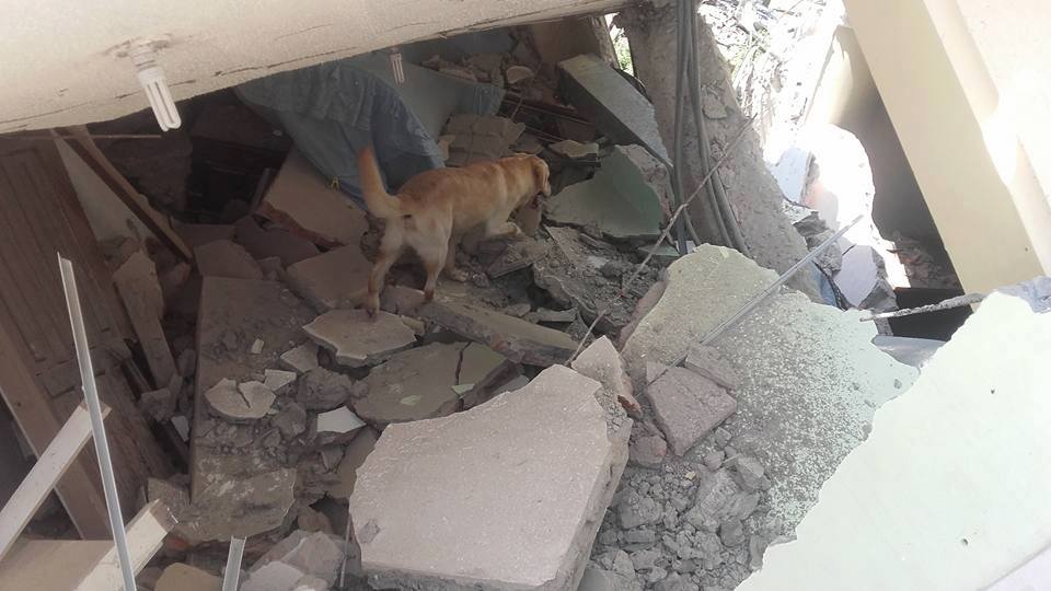 Фотография: В Эквадоре пес спас 7 человек из-под завалов и умер от обезвоживания №2 - BigPicture.ru